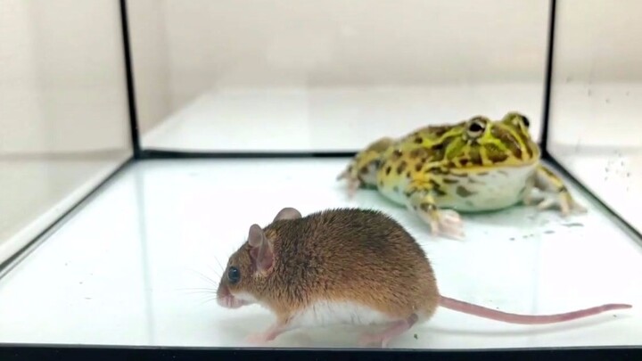 Amazing!This big mouse is eaten by a frog!