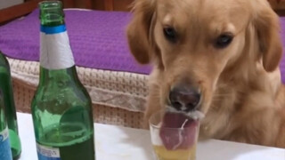 This dog drinks without knowing how to control himself.