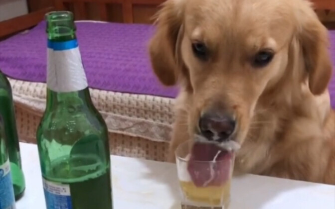 This dog drinks without knowing how to control himself.