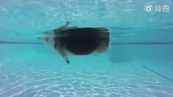 ฮ่าฮ่าฮ่าฮ่าฮ่าฮ่าฮ่าฮ่า คอร์กี้ว่ายน้ำน่ารักเกินไปแล้ว! ฉันดูได้ทั้งวันเลยนะ!!