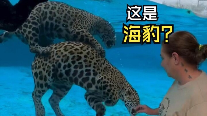 So Many Hilarious Animal Videos!