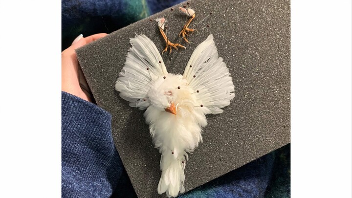 عينة محنطة | أوثّق طائر اللؤلؤ الصغير الذي صنعته حديثًا