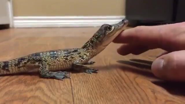 The little crocodile is being tickled and squeals happily.