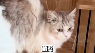 The moment little Mimi came out, my cerebellum shriveled up! #dog #cat