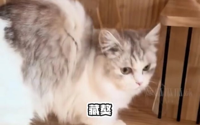 في اللحظة التي ظهرت فيها ميمي الصغيرة، تقلص دماغي الصغير! #كلاب #قطط