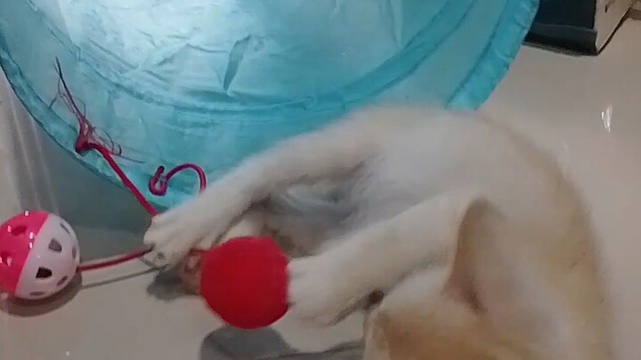 Kiio