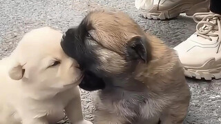 เจ้าหมา ทำไมน่ารักขนาดนี้นะ ช่างฟื้นฟูจิตใจจริงๆ