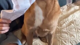 يا معلمة، هذه المرة حقًا أكلت الكلاب الواجب المنزلي!