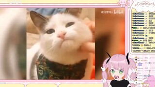 日本妖精看《“猫猫我也绝非善类！”》