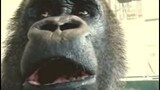 Gorilla Eat Apple [Cute]