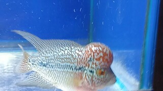 kzz flowerhorn (bogart strain) #flowerhorn #flowrrhornkzz #flowerhorngrooming #flowerhorn PH