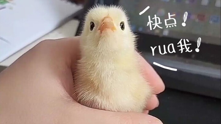 Chick: Hurry up and ru’a me! Then I’m not holding back—hehehehe!