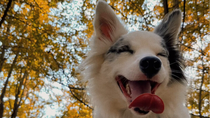 Today I went to see the ginkgo leaves with my friends