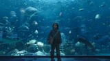 [Remix]Đây là người bảo vệ đại dương thực sự|<Aquaman>