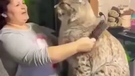 Bà cô Nga, và, linh miêu,