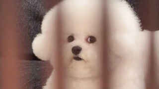 I pretended to put the puppy in jail and now I feel much better