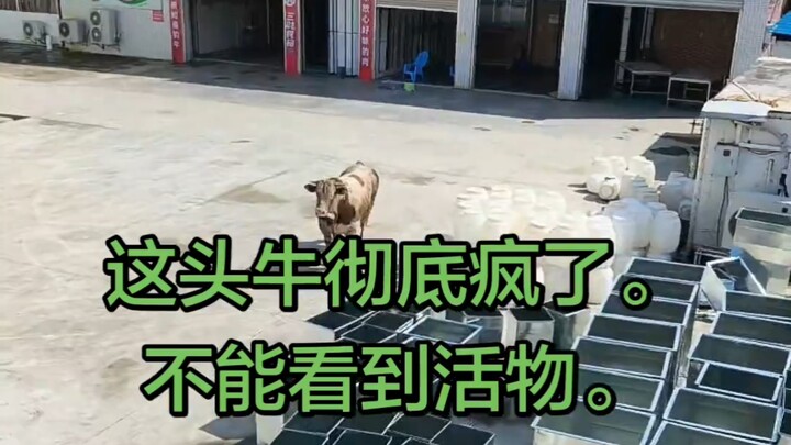 บอสวัวสุดคลั่ง เจอใครก็พุ่งชน