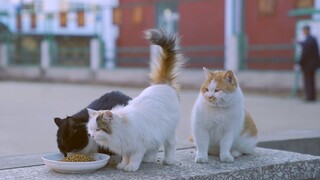 Cat: I Haven’t Become a Parent, but Now Have to Look After a “Baby”