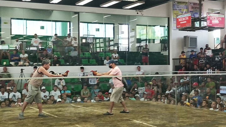 Quality Fights - Las pinas Col. 🐓🐓