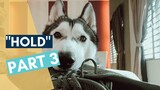 "Hold" Part 3 | Training Your Dog How To Hold