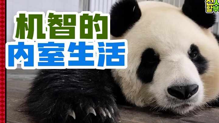 ซับจีน丨มุมมองคุณปู่ผู้รู้ทุกอย่าง丨230513丨ชีวิตในตำหนักอันชาญฉลาด丨เจ้าหญิงฝู “ตุ๊กตาหน่อไม้ปอกเปลือก”