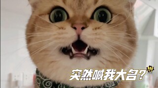 هل تشعر القطط الصغيرة بالتوتر أيضًا عندما يتم مناداتها باسمها الكامل؟