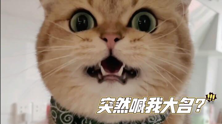 Apakah anak kucing juga merasa gugup saat dipanggil dengan nama lengkapnya?