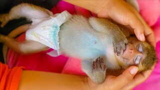 Wow, Cutie Monkey Toto Comfy Sleeping When Mom Gently Massage For Her