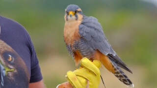 Ini pertama kalinya saya melihat elang yang harganya lebih mahal daripada Saker Falcon.