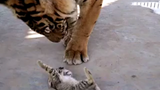[Satwa] [Cat Person] Kucing kecil bertemu kucing besar
