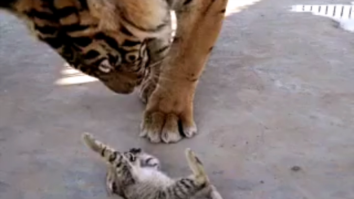 【Animal Circle】When small kitty meets big kitty.