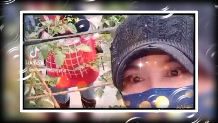 เมล็ดพันธุ์พืช