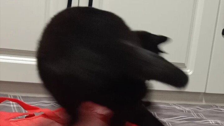 A black cat with nothing to do, oiiaioooooiai