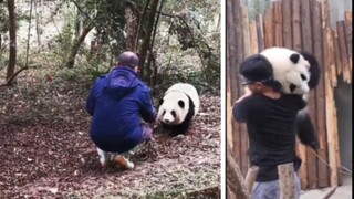 [Panda] Grandpa Tan VS Keepers in Handling He Hua