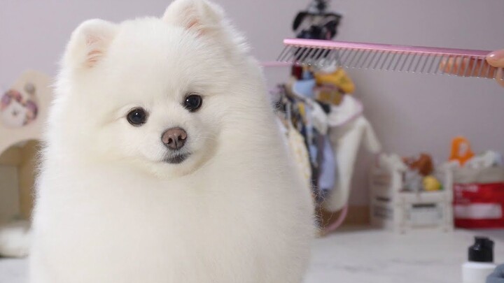 Learn the right way to brush your puppy!