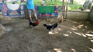 dayo muna ng bitaw mga black hennie ko tropang manok boss randy