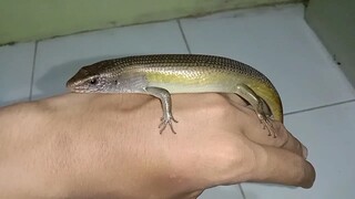 Kadal kebun ( Eutropis multifasciata )