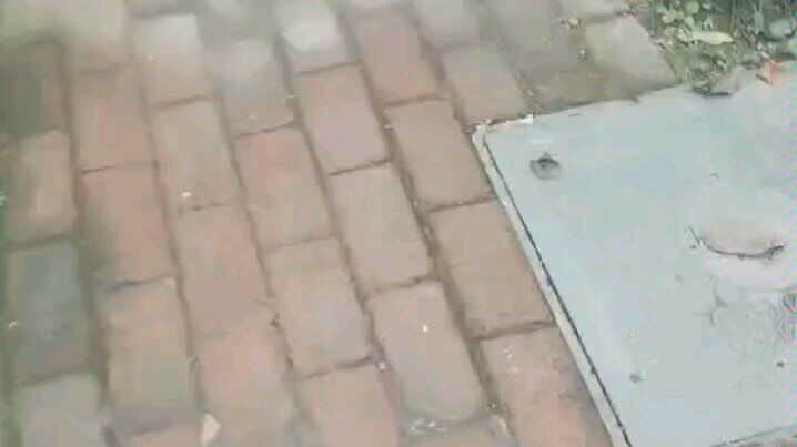 How much sorrow can one have? Just like a manhole cover trapping a rat’s head.