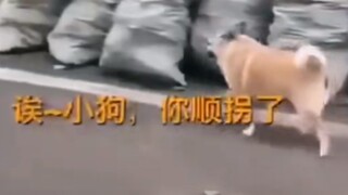 Này~ Nhìn con chó này kìa, nó đang quay mặt đi hướng khác hahahahahahahaha