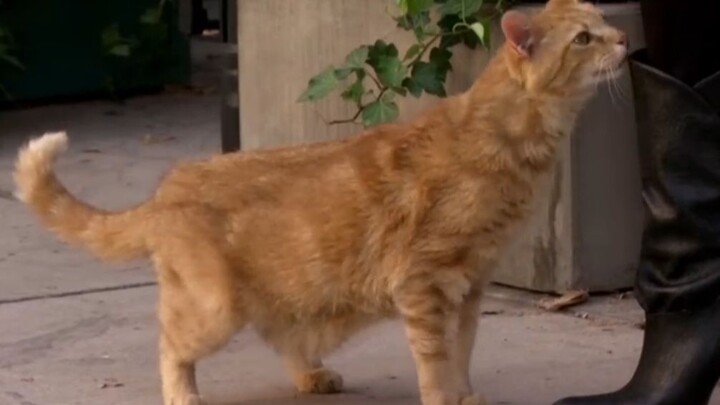 【破产姐妹】max和猫猫~结尾有彩蛋哈哈哈哈