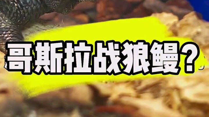 Otherwise, should we let Godzilla take on the wolf eel?