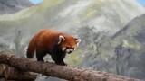 This Red Panda is called little cutie face
