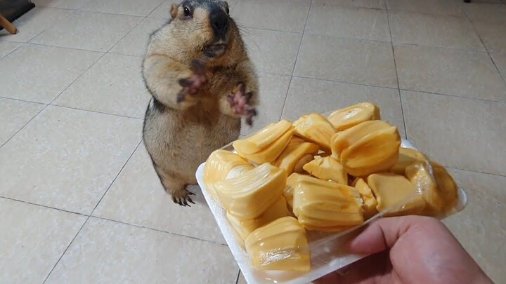 ตัวเมียกินขนุน