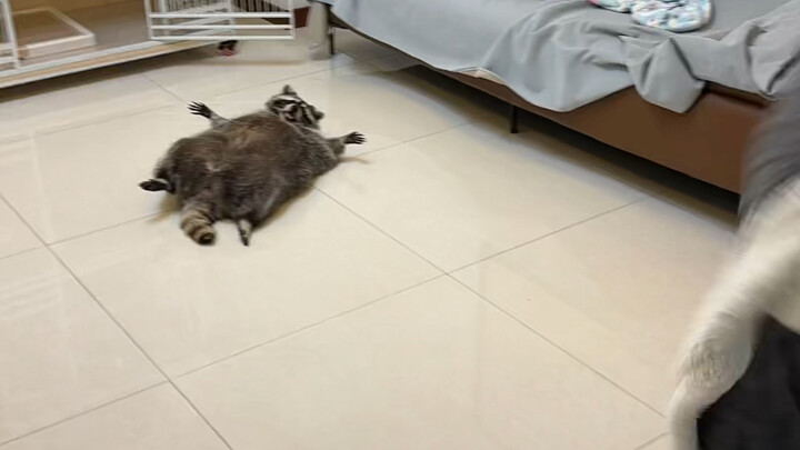 As everyone knows, raccoons are total foodies #weightloss #cute-pet-debut-plan #funny #little-raccoo