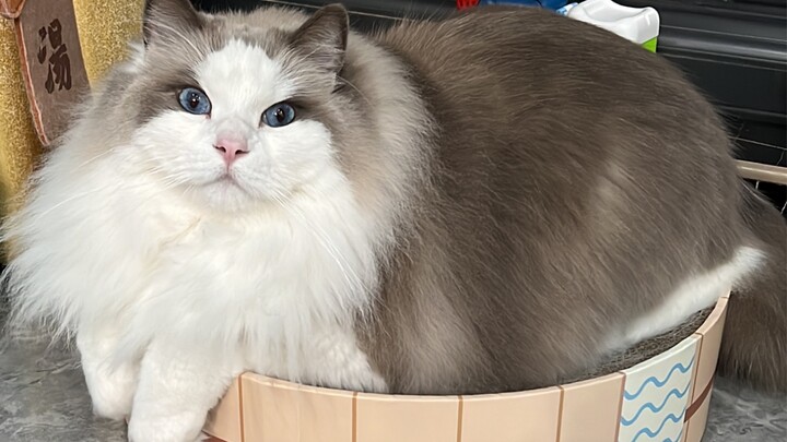 เนื้อ 21 ชั่งของแมวบ้านฉันไม่มีสักชั่งเดียวที่เสียเปล่า!