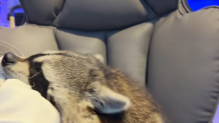 لماذا لا تجرؤ على النظر في عيني؟ #الراكون_الصغير #مضحك