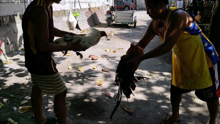 Kanino kang manok?