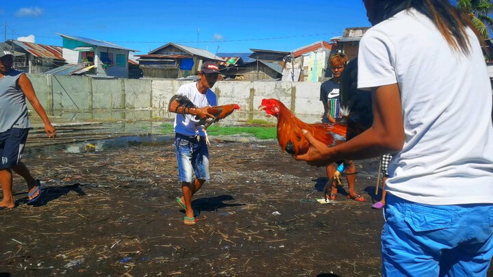 Ninjafarm vs manok n piyok