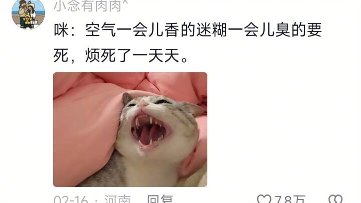 🐱: Aku lagi ngelucu sama ibuku, kamu lagi ngelucu sama ibumu?