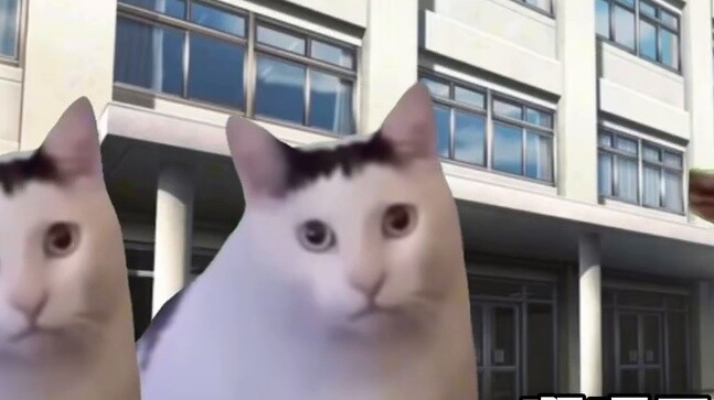 [Cat meme] ฉันเกือบถูกชายแก่แปลกหน้าในโรงเรียนประถมลักพาตัวไปเพื่อเป็นนักบวช(?)